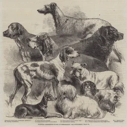 Exposition nationale de chiens à Birmingham